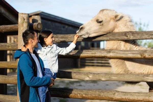 Schönes kleines Mädchen füttert buckliges Kamel in einer Voliere im Zoo — Stockfoto