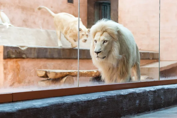 Menina e leão atrás de vidro no zoológico — Fotografia de Stock