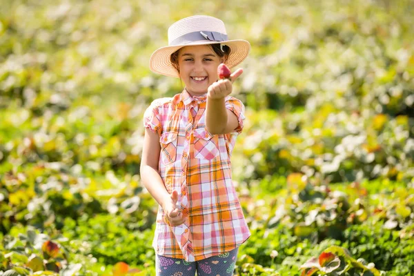 Маленька дівчинка збирає полуницю в полі — стокове фото