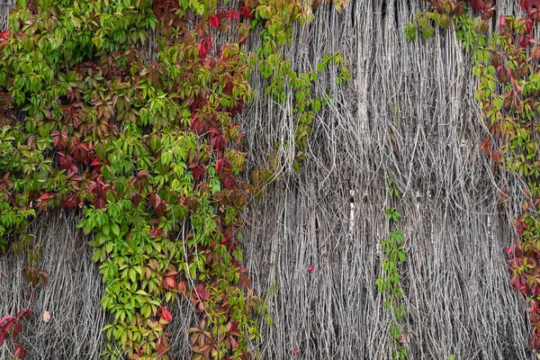 Hasır duvarda bir tesise tırmanmak — Stok fotoğraf