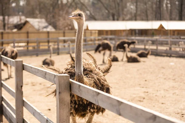 Grupo de jóvenes avestruz común, Struthio camelus caminando juntos en las llanuras abiertas y mirando a su alrededor — Foto de Stock