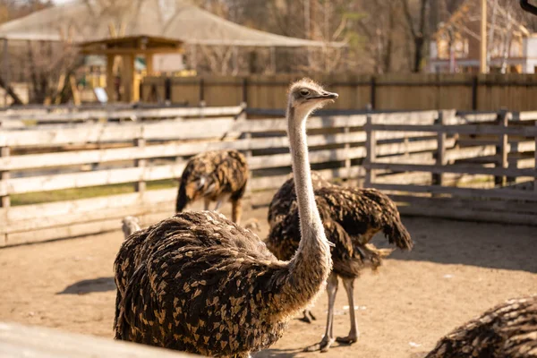 Grupo de jóvenes avestruz común, Struthio camelus caminando juntos en las llanuras abiertas y mirando a su alrededor — Foto de Stock