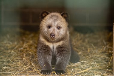 Parmaklıkların arkasında ayı. Kuşhanede vahşi ayı var. Hayvanat bahçesindeki büyük canavar. Esaret altındaki canavarı zapt etmek. Kafesteki kahverengi ayı.