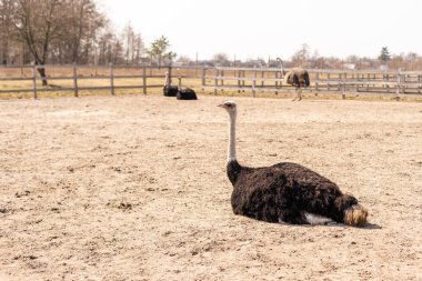 Devekuşu, çitin arkasından, ağılda, genç bir Afrikalı devekuşunun portresi, büyük kirpikleri.