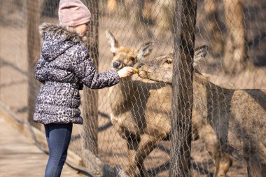 Güzel küçük bir kız güneş ışığında hayvan gülü geyiğine sarılıyor, bir hayvanı koruyor.