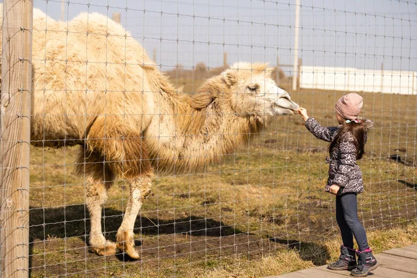 Niña está jugando en el parque fuera del zoológico jardín y la alimentación de camellos en primavera — Foto de Stock