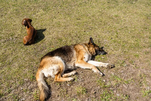 Ο σκύλος είναι ξαπλωμένος κάτω από τον ήλιο. πράσινο γρασίδι και λόφους. Ο σκύλος ξεκουράζεται. γκρι γούνα, μερικές φορές λευκή. Σαν λύκος.. — Φωτογραφία Αρχείου