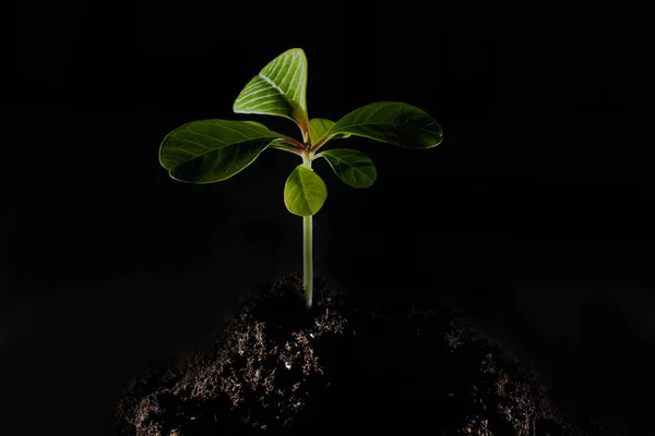 Dłonie trzymające młodą zieloną roślinę, na czarnym tle — Zdjęcie stockowe