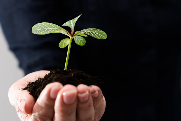 Руки держа молодые зеленые растения, на черном фоне