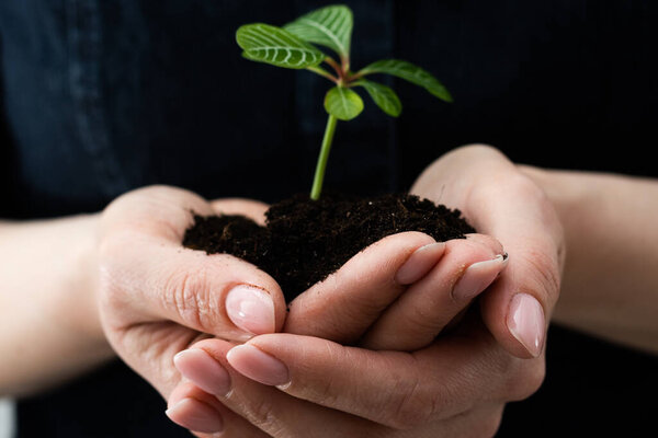День Земли в руках деревьев, выращивающих саженцы. Самка держит за руку росток дерева