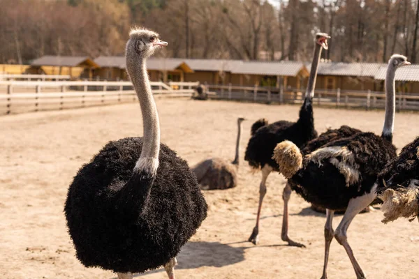 Grupo de jóvenes avestruz común, Struthio camelus caminando juntos en las llanuras abiertas y mirando a su alrededor — Foto de Stock