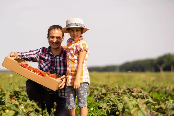 Батько і дитина тримають дику підібрану полуницю влітку — стокове фото