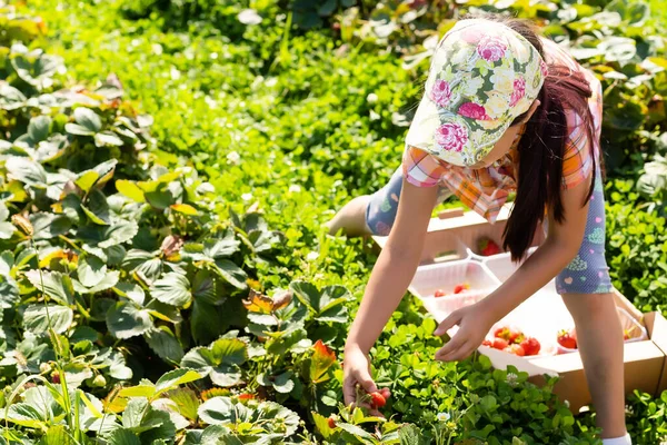 Щаслива маленька дівчинка, яка збирає і їсть полуницю на плантації — стокове фото