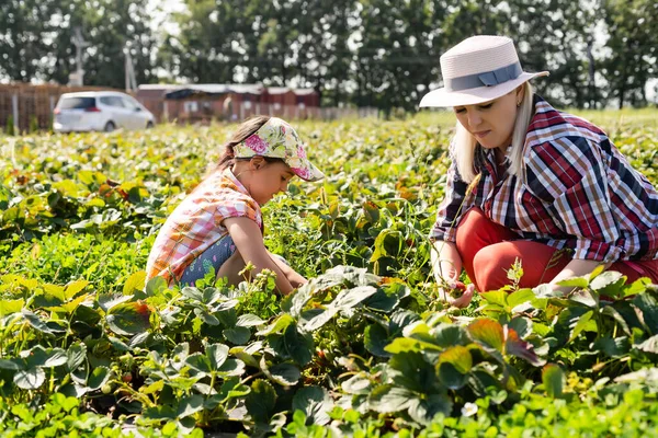 Дочка і мати працюють в городі, збирають полуницю — стокове фото