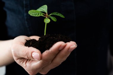 Çevre Günü, filizlenen ağaçların ellerinde. Ağaç filizini tutan kadın.