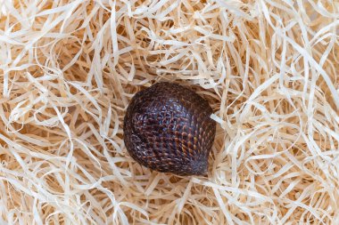 Samanlıkta yılan meyvesi Salak