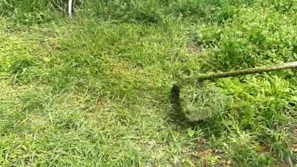 Homme coupe herbe fraîche à l'aide de coupe-brosse — Video