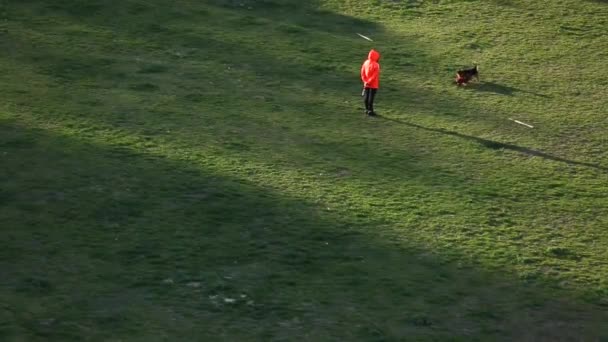 Dois cães estão se divertindo com seu proprietário. Dois cães são divertidos de jogar na grama. Dois cães adoráveis estão brincando juntos no jardim. — Vídeo de Stock