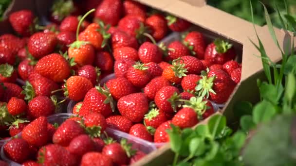 Close-up meisje netjes zet rijpe aardbeien in dozen op een aardbei veld — Stockvideo