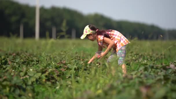 Ragazzina divertente raccogliendo e mangiando fragole nella fattoria biologica nella calda giornata di sole — Video Stock