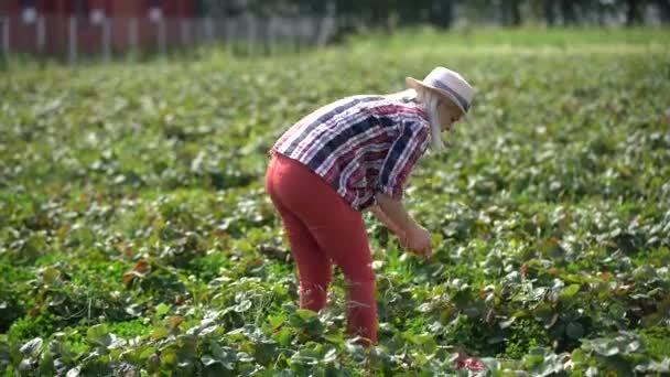 Zbliżenie kobieta rolnik zbieram truskawka i wkładam one do drewniany pudełko na truskawkowy pole — Wideo stockowe