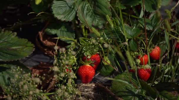 Κοντινό πλάνο από ώριμες φράουλες. Κορίτσι σε ένα χωράφι φράουλα διαλέγει μια μεγάλη ώριμη φράουλα από ένα θάμνο — Αρχείο Βίντεο
