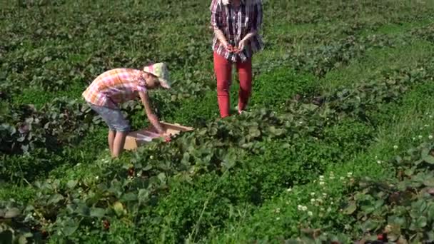 Matka se svou dcerou v přidělování jahod — Stock video