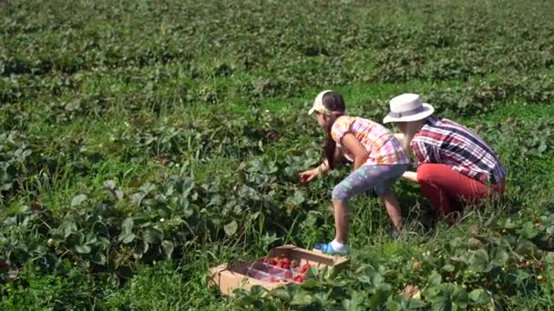 Matka se svou dcerou v přidělování jahod — Stock video