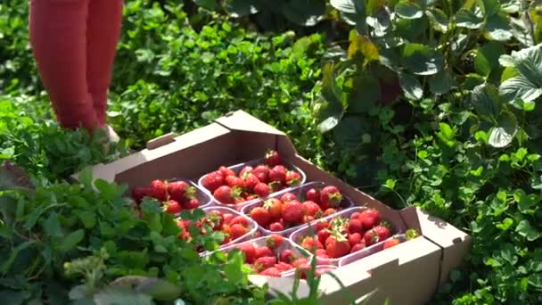 クローズアップの女の子は、イチゴ畑の箱に熟したイチゴをきれいに入れます — ストック動画