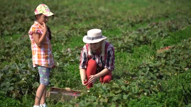 Annesi ile birlikte bahçede çilek toplayan bir kız. — Stok video