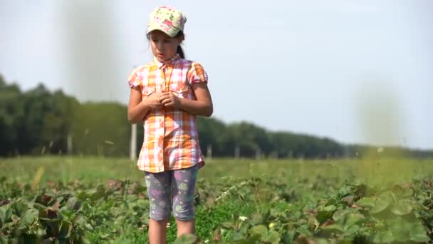 ストローハットの若い女の子夏の日のプランテーションでイチゴを摘む。農業、園芸、農業、人々の概念 — ストック動画