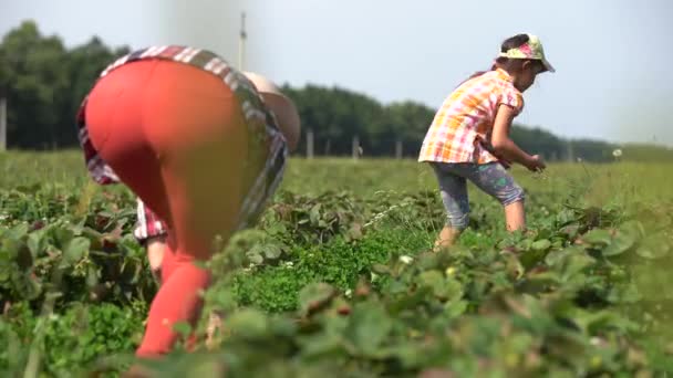 Mutlu bir aile. Anne ve kızı güneşli bir günde organik biyoloji çiftliğinde eğleniyor ve eğleniyorlar.. — Stok video