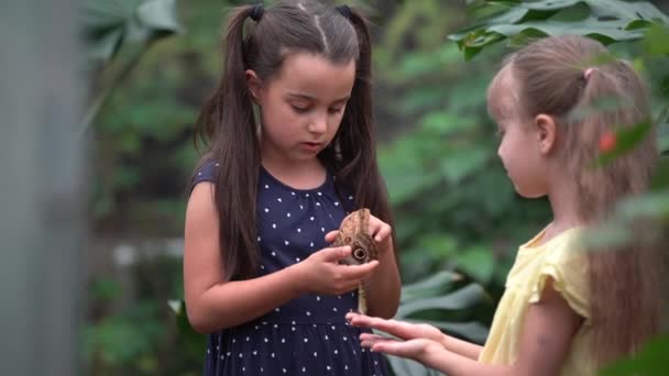 Κορίτσι απελευθερώνοντας ένα βίντεο πεταλούδα — Αρχείο Βίντεο