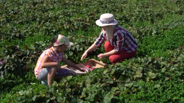 Dívka sbírání jahody spolu se svou matkou na bio farmě v teplý slunečný den — Stock video