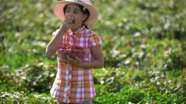 在温暖的阳光明媚的日子里，小女孩在有机生物农场采摘和吃草莓，真有趣 — 图库视频影像