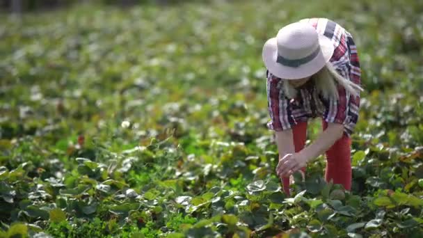Agricultor mulher pega morangos e coloca-los em caixa de madeira no campo de morango — Vídeo de Stock