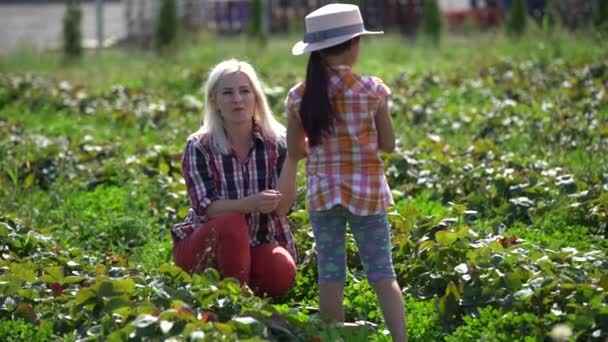 Matka se svou dcerou v přidělování jahod — Stock video