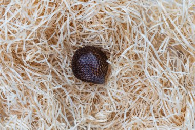 Samanlıkta yılan meyvesi ve tam derinlik