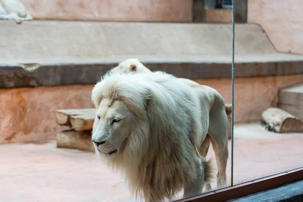 Lion. Portait lion in white lights. Photo of the animal world. Portrait of a dominant predator. — Stock Photo, Image