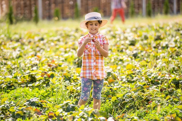Fericit fetiță copil cules și mănâncă căpșuni pe o plantație — Fotografie, imagine de stoc