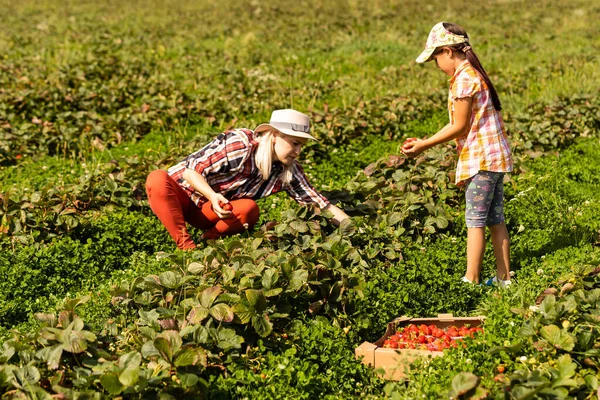 Dcera a matka pracuje v zeleninové zahradě, sklizené jahody — Stock fotografie