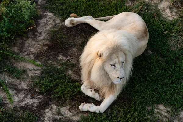 Leão branco no zoológico, o rei dos animais — Fotografia de Stock