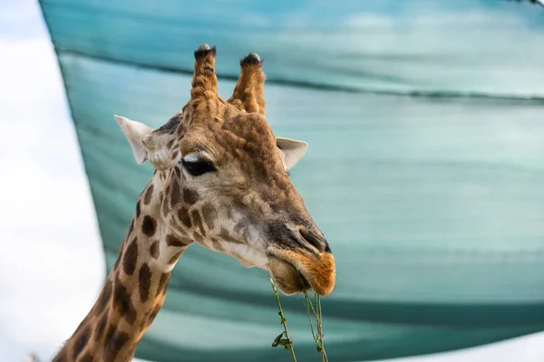 Giraffe behind the fence at the zoo. — Stock Photo, Image