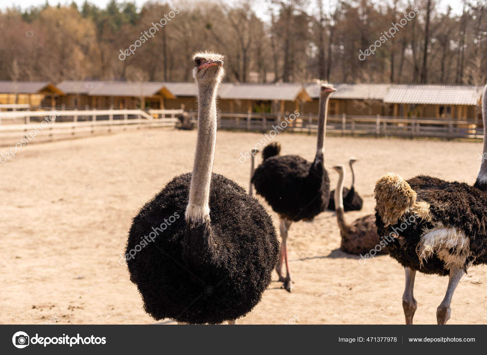 Pestañas largas del avestruz fotos de stock, imágenes de Pestañas largas  del avestruz sin royalties | Depositphotos