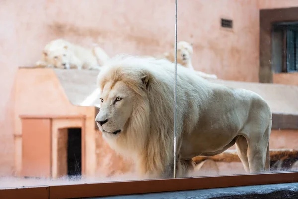 Leeuw in een dierentuin kooi droomt van vrijheid — Stockfoto