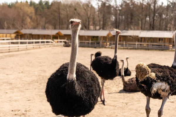 Avestruz, la cabeza de un avestruz joven mira desde detrás de la cerca, en el corral, retrato de un avestruz africano joven, grandes pestañas — Foto de Stock