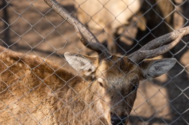 Hayvanat bahçesindeki kafeste geyik