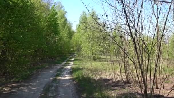 Sentiero escursionistico sentiero nella verde pineta selvaggia che si muove all'indietro — Video Stock