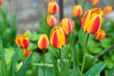 Bahar çiçekleriyle dikilmiş yükseltilmiş ahşap bir yatak