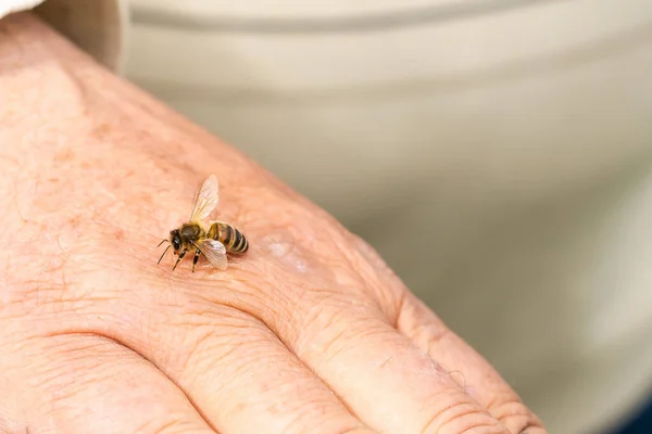 Starszy mężczyzna trzymający pszczołę, sytuacja kontrolna w kolonii pszczół. — Zdjęcie stockowe